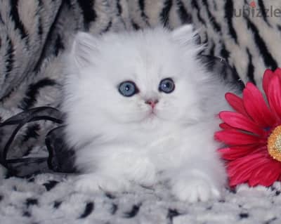 Teacup Persian Kitten 4